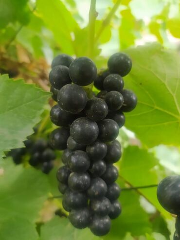 Şitillər: Gəl, bax, seç, apar. Məkan Bilgəh. Köklü Torpaqlı dibçəkdə: Ağ şanı - — 5