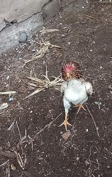 Птицы: Продаю Инкубационное яйцо Чисто кровных даканов разных пород: Китаец — 8