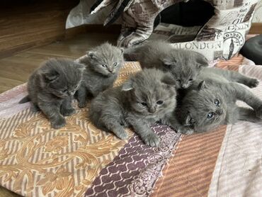 Pişiklər: Britan, Erkək, Dişi, Yaxşı əllərə, Ünvandan götürmə
