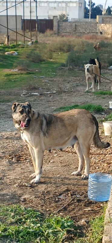 İtlər: Kanqal, 2 il, Dişi, Peyvəndli, Ödənişli çatdırılma — 6