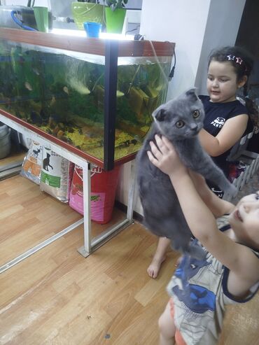 мопс бишкек: Шотландский вислоухий котенок с плюшевой шерстью серого цвета