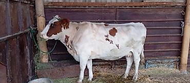 Коровы, быки: Продаю | Корова (самка) | На забой, Для молока | Стельные — 4
