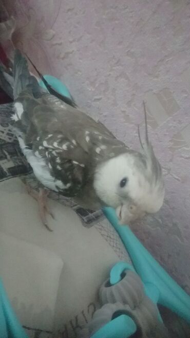 Tutuquşları: Yanaqsız karellalar cüt 250 - 370 azn — 8