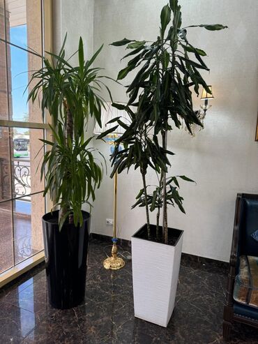 пальм: Продаю растения. Комнатная пальма Юка и Драцена (приносящая прибыль)