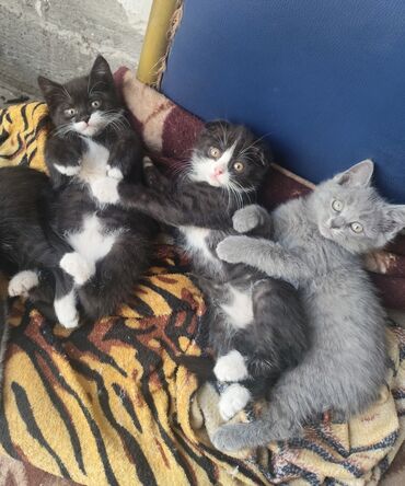 коты токмок: Отдам котят в хорошие руки!