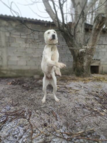 щенки китайской хохлатой собаки: Меняю на щенка немецкой овчарки желательна на кабеля или оконч. 5000