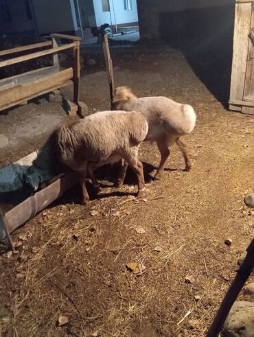 домик для животных: Сатам | Ургаачы кой (ургаачы) | Көбөйтүү үчүн