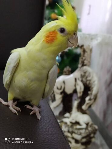 Tutuquşları: Diqqet quslarin altinin ve yerinin temizliyine fikir verin — 13