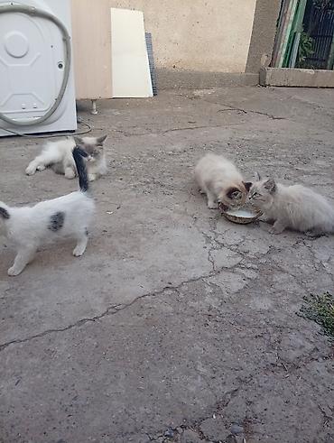 собака из приюта: Кошка даром: Сибирская, 4 месяца, Мальчик — 1