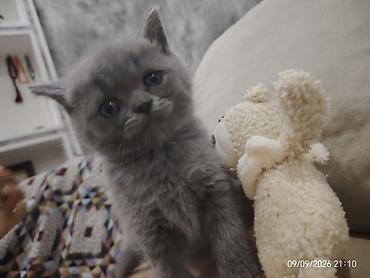 Кошки: Шотландская, Самец — 9