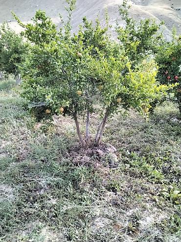 xaçmaz rayonu: 100 sot, Kənd təsərrüfatı, Mülkiyyətçi, Kupça (Çıxarış) — 5