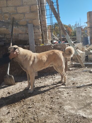 İtlər: Kanqal, 1 il, Erkek, Ünvandan götürmə