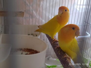 котенок в добрые руки: Nerazlucniklər satılır. tək tək 60 man cütü 110 man, cavan