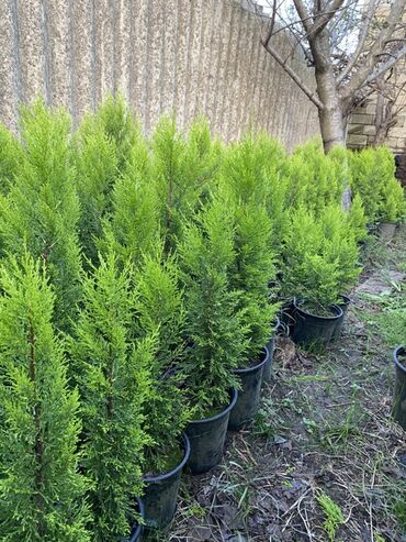 Şitillər: 🌿 Satılır – Dekorativ Həyət və Bağ Bitkiləri 🌳 Həyət və bağların — 3