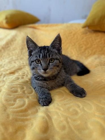 кошка породистый: Кошка даром: Лесная, 2 месяца, Мальчик, Приучена к лотку, Проглистована — 4