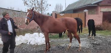 Лошади, кони: Продаю | Кобыла (самка) | Английская | Для разведения | Племенные — 1
