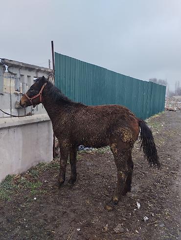 Лошади, кони: Продаю | Жеребец | Полукровка | Рабочий | Племенные — 4