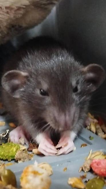 Крысы: Привет друзья !! У нас родились красивые крысята.Друзья в питомнике - — 24