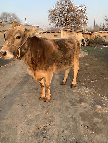 Коровы, быки: Продаю | Корова (самка) | Швицкая | Для молока — 1