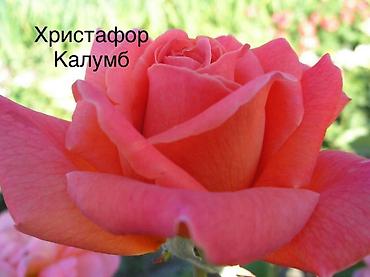 семечка уголь: Продаю *САЖЕНЦЫ РОЗ*, сорт кустовые, чайно-гибридные и бордюрные — 10