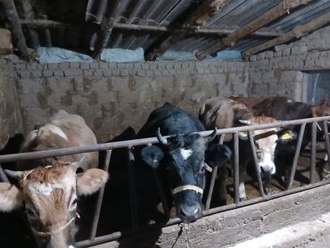 Коровы, быки: Продаю | Корова (самка), Бык (самец), Музоо, торпок | На забой, Для разведения, На откорм | Осеменитель, Привязанные — 4