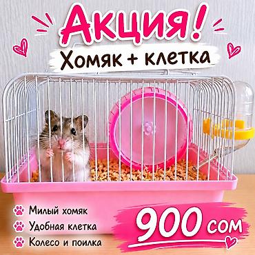 хомяк каракол: 🐹 ХОМЯК + КЛЕТКА ВСЕГО ЗА 1100 СОМ! 🔥 Нереально низкая цена — всё — 1