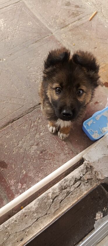 İtlər: Alman çoban iti, 1 ay, Erkek, Peyvəndli, Ödənişli çatdırılma