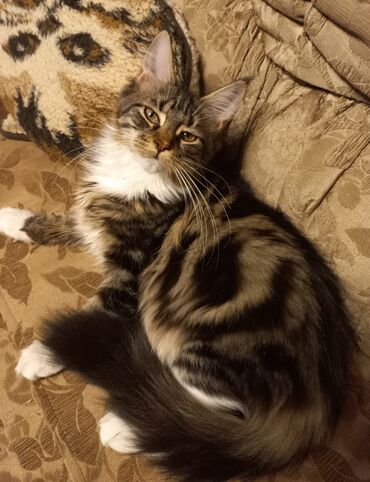 коты сфинкс: Продаётся котёнок породы мейн-кун, девочка 5 месяцев, не обычного