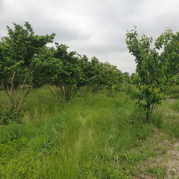 Torpaq sahələrinin satışı: 106 sot, Kənd təsərrüfatı, Mülkiyyətçi, Kupça (Çıxarış) — 4