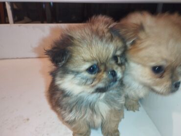 İtlər: Pekines, 2 ay, Erkek, Peyvəndli, Ünvandan götürmə