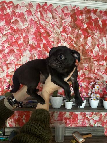 Продажа собак: Мопс, 5 месяцев, Самка, С родословной — 7