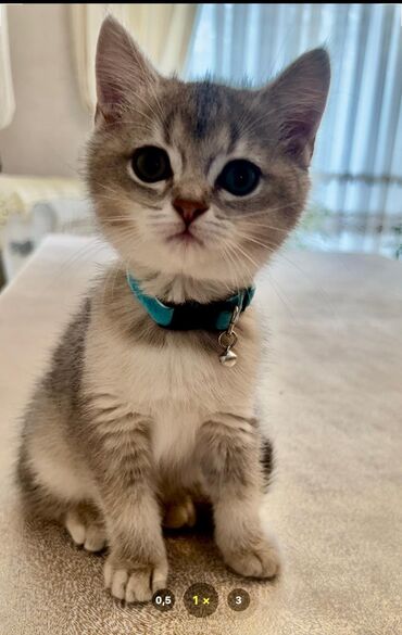 русская голубая кошка баку: Golden blue shinsila 2 ayliq dishi baladir