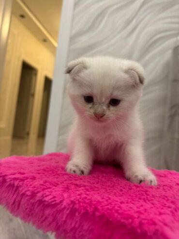 Pişiklər: Şotland yastı qulaq, Erkək, Dişi, Yaxşı əllərə, Ünvandan götürmə, Pulsuz çatdırılma, Ödənişli çatdırılma — 172