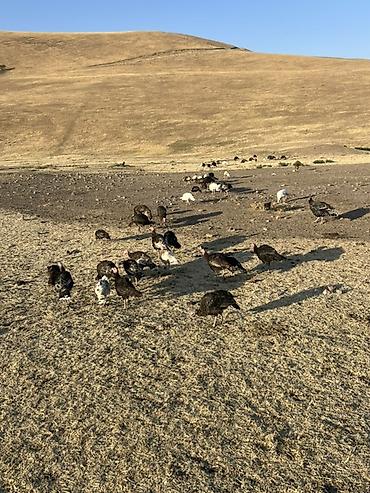 Индюки: Продаю | Индюшата | Для разведения — 12