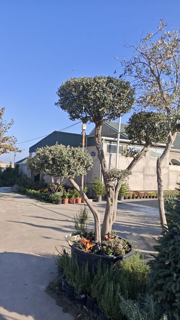 lançar bitkisi: Bonzay Zeytun Topiarlı zeytun ağacı – iri ölçülü, çoxgövdəli formalar