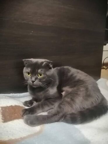 Продажа кошек: Британская короткошёрстная, 1 месяц, Мальчик, Голубой, Метис, Приучена к лотку — 8