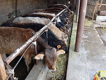 Коровы, быки: Продаю | Бык (самец) | Швицкая | На откорм — 3