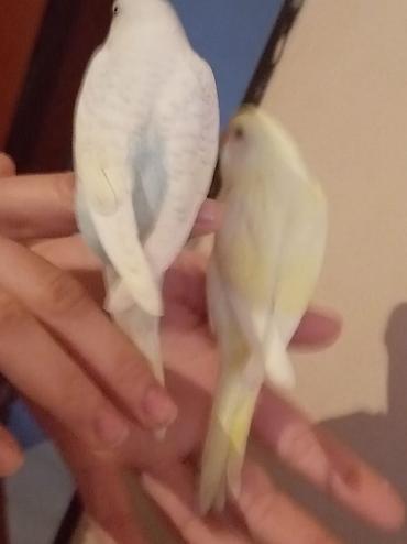 Tutuquşları: Məhsul: Dalğalı tutuquşu (bazarık/parakeet) cütü Təsvir: - Rənglər — 2