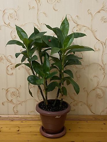 Bitkilər: Dracaena fragrans (Corn Plant) – otaq bitkisi, qəhvəyi plastik — 2