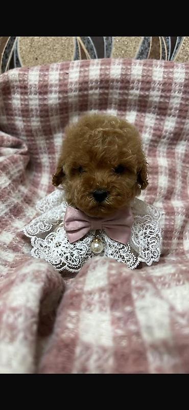 toy pudel it: Məhsul: Toy pudel balaları • Növ: Toy Poodle (miniatür) • Mənşə — 6
