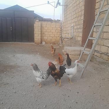 bulbul satışı: Hamisi cavandi pula ehtiyac var hoptum satilir 2si yumurtlayir o — 4