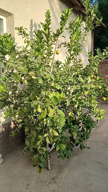 Лимондор: 🍋 ЛИМОННОЕ ДЕРЕВО — 25 000 сом 🍋 Продаётся красивое, плодоносящее — 1