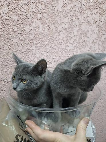 Мышыктар: Котята, окрас серый/дымчатый и серый тигровый (табби). Котята — 4