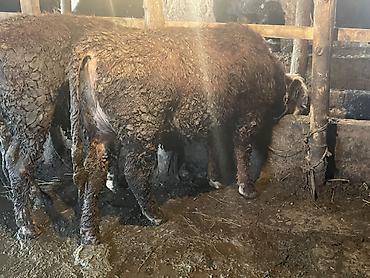 Коровы, быки: Продаю | Бык (самец) | Герефорд — 2