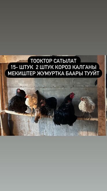 домик для кур: Продаю | Куры