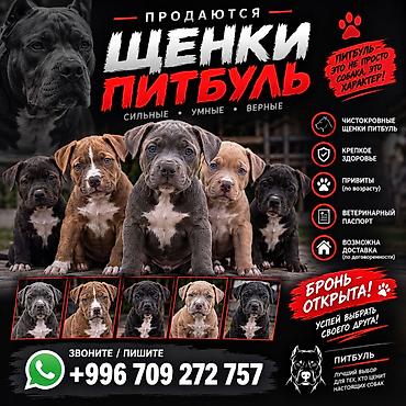 дарому собаку: Открыта бронь на щенков породы питбуль 😍 — 1