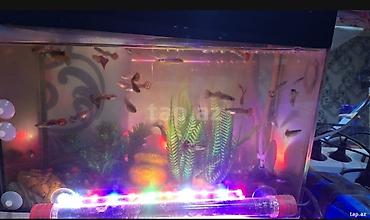 купить аквариум в баку: 2 eded avkarium satilir komplekt sekildedi her birinin ici tam doludu — 3