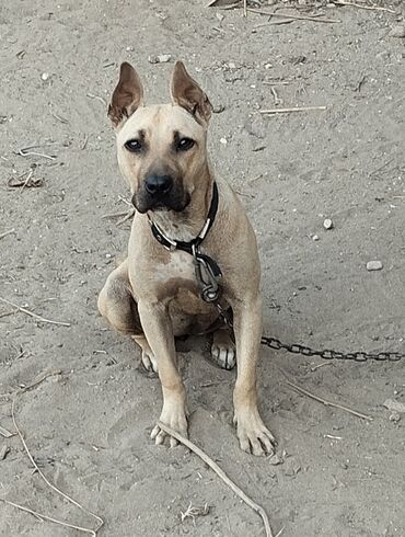 сайт продажи собак: Salam Təmmiz Qan Radaslovnu (Baycovu) Pitbull satılır dişidir 9