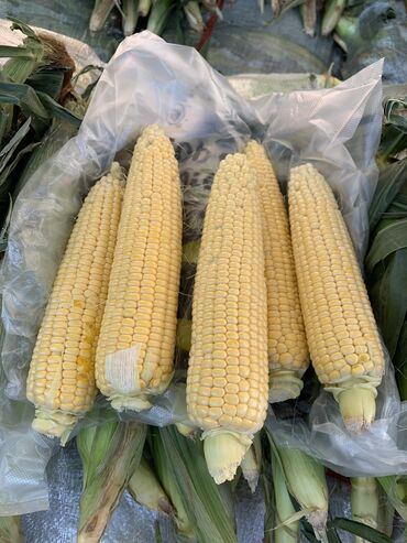 продаю кукурузу в початках: Семена и саженцы Кукурузы, Бесплатная доставка