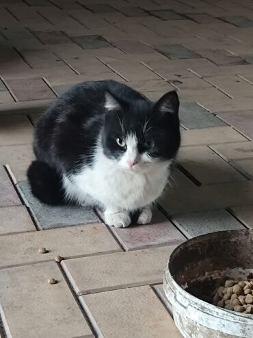 Отдам даром кошку: 6 месяцев, Мальчик, Метис — 2